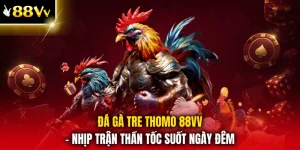 Đá Gà Tre Thomo 88VV - Nhịp Trận Thần Tốc Suốt Ngày Đêm
