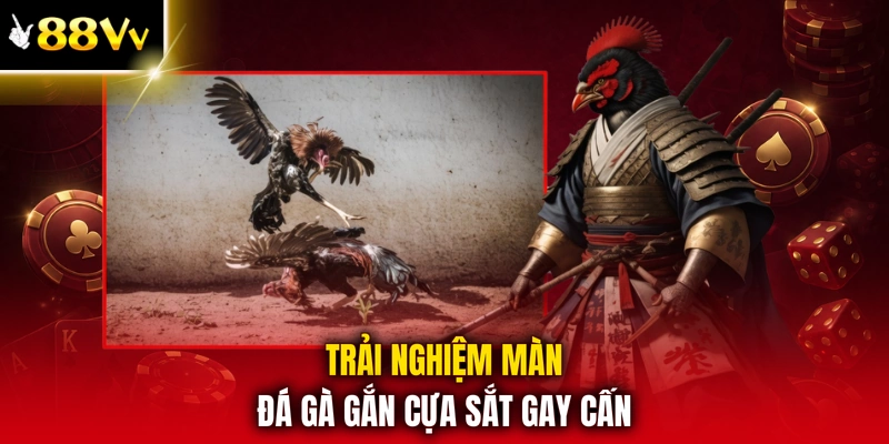 Trải nghiệm màn đá gà gắn cựa sắt gay cấn
